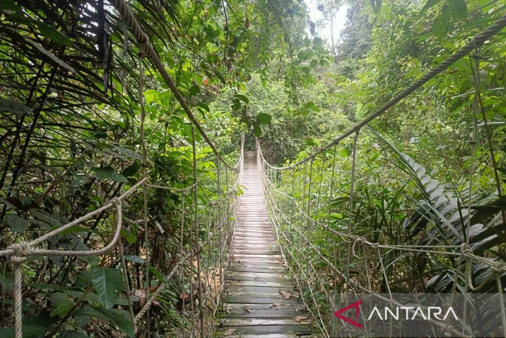  Provinsi Kaltim Raih Insentif Pelestarian Hutan Skema FCPF
