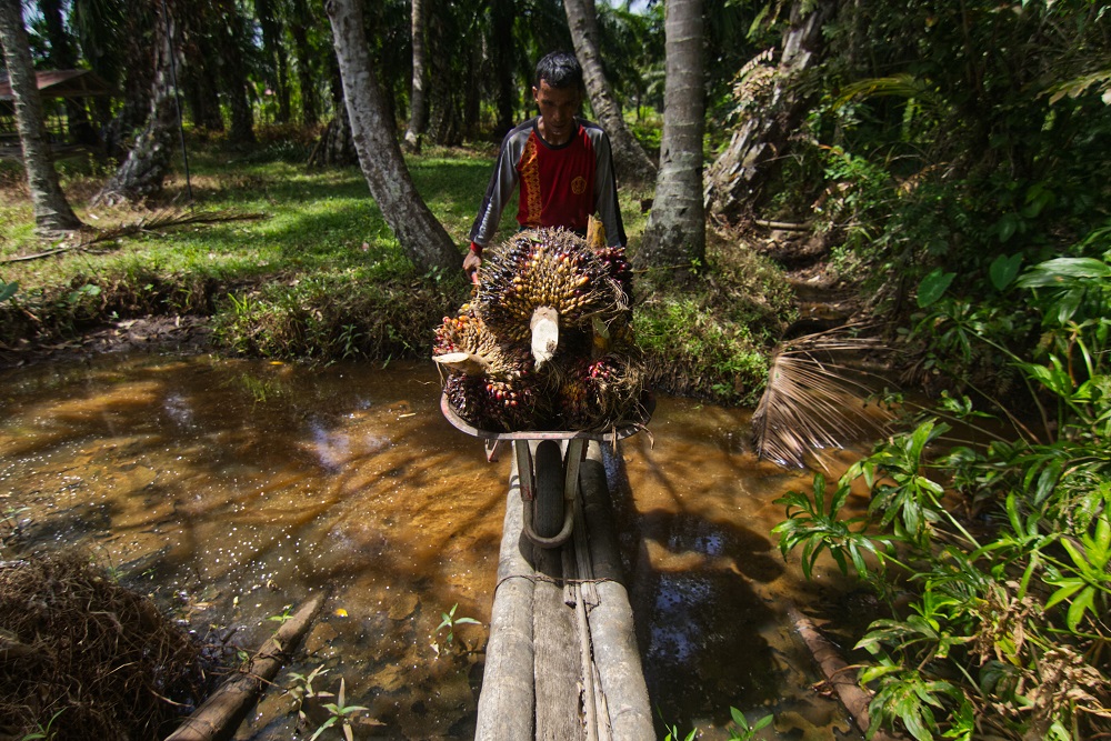  Pekerja Formal di Sumbar Turun, Banyak Jadi Petani