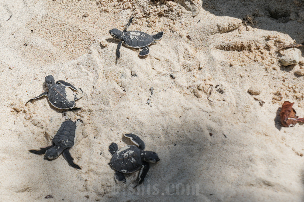  7 Destinasi Wisata di Karimunjawa, Cocok Untuk Liburan Sekolah