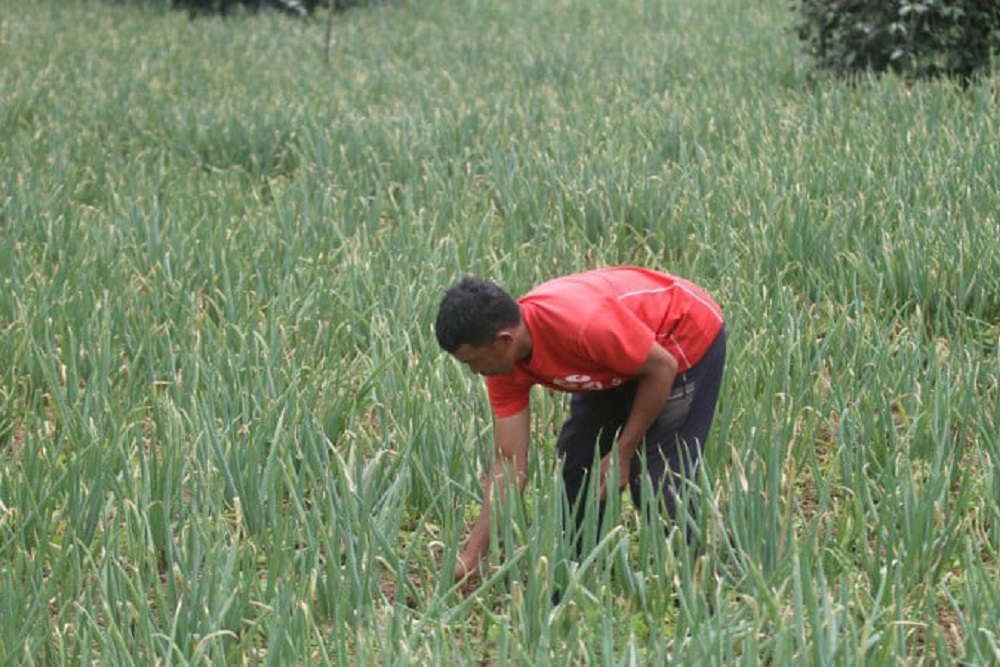  Nilai Tukar Petani Sulsel pada Juni 2025 Turun 0,58%