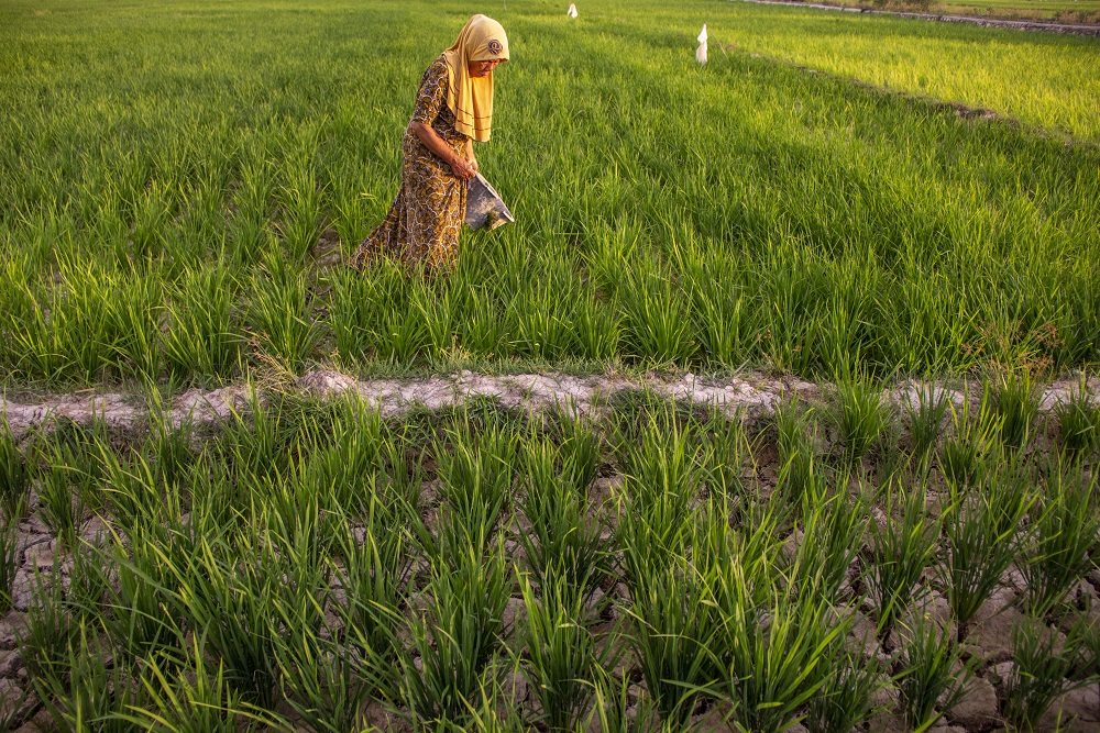  Dua Subsektor Merah, Nilai Tukar Petani di Sumsel Terkoreksi 2,10%