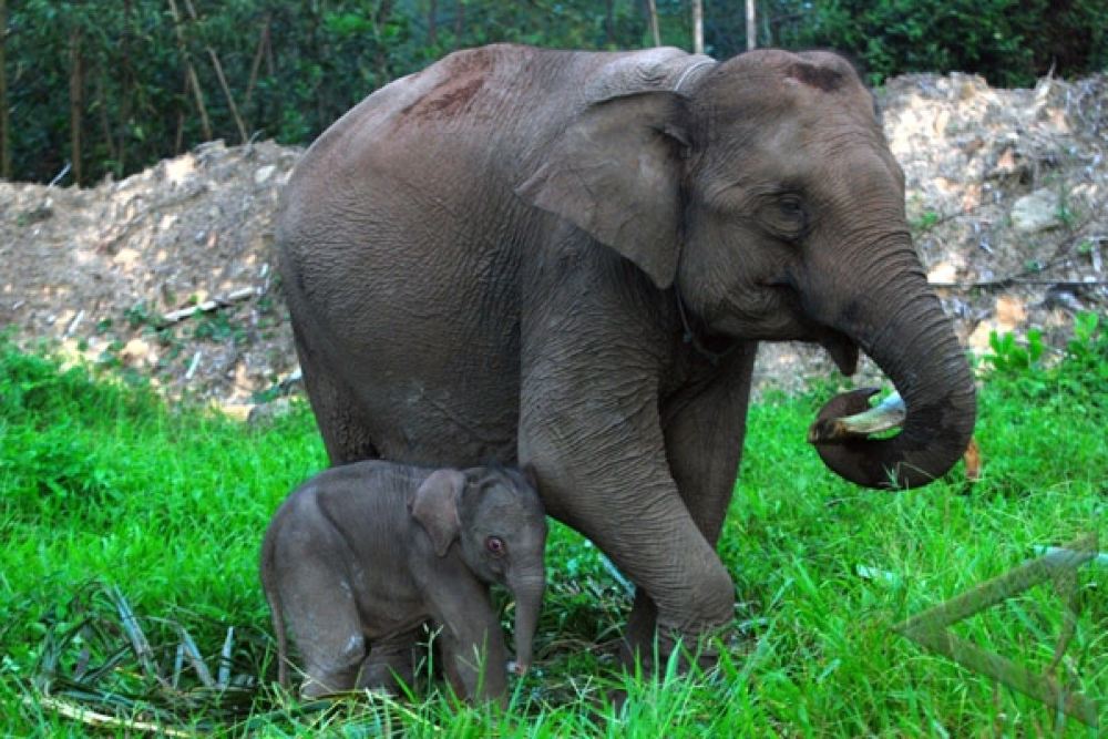  Lahan Bekas Kebun Sawit Ilegal di Taman Nasional Tesso Nilo Mulai Dihijaukan Kembali