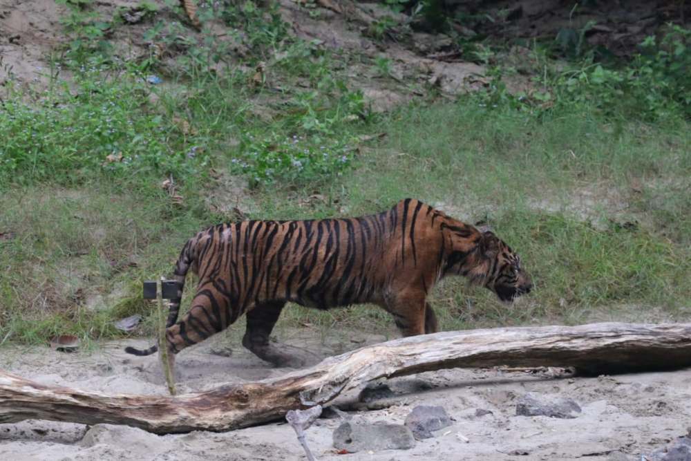  Bayi Harimau Sumatra Berusia Satu Minggu Mati di TMSBK Bukittinggi, BKSDA Ungkap Penyebabnya