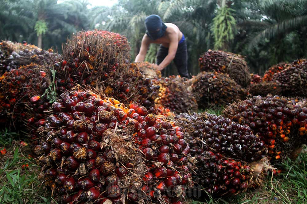  Harga TBS Sawit Sumut Hari Ini (3/7) Naik Tipis, Tertinggi Rp3.269,54 per Kilogram