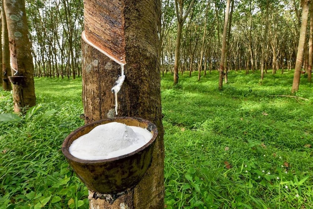  Petani Sumsel Masih Andalkan Komoditas Karet, Ini Alasannya