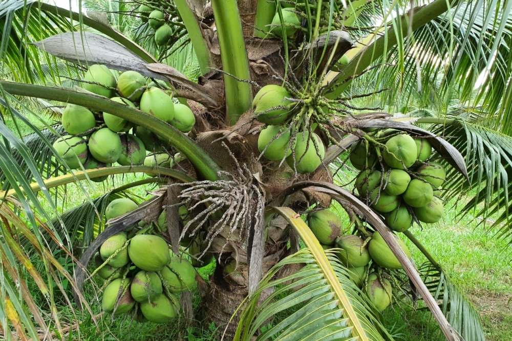  Terbitkan Perda, Halmahera Utara Ingin Bangun Industri Kelapa