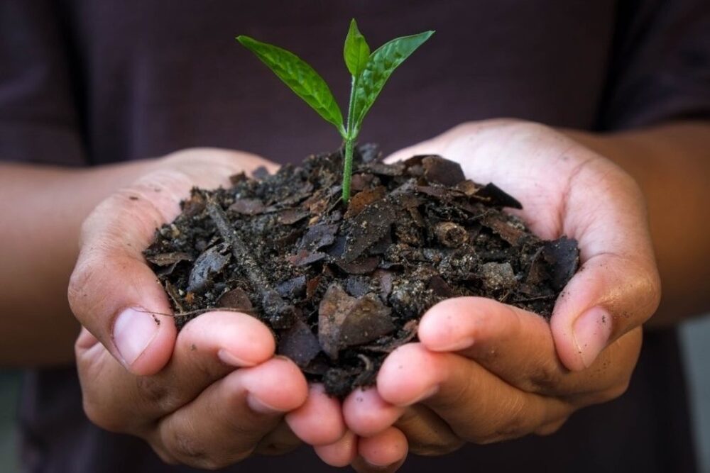  Mengenal Teknologi Biochar Bisa Atasi Perubahan Iklim hingga Potensi Devisa RI