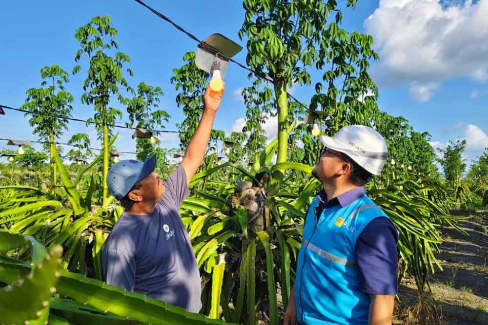  PLN Elektrifikasi 21 Ribu Lebih Petani Buah Naga di Banyuwangi