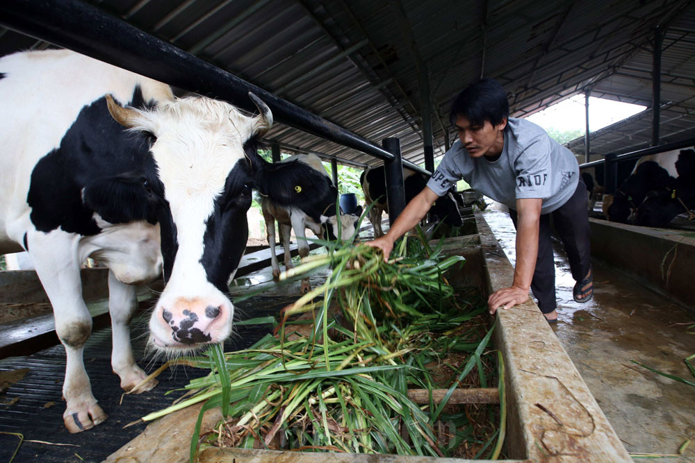  Kementan Usul KUR Khusus Peternak Demi Dorong Populasi Sapi Lokal