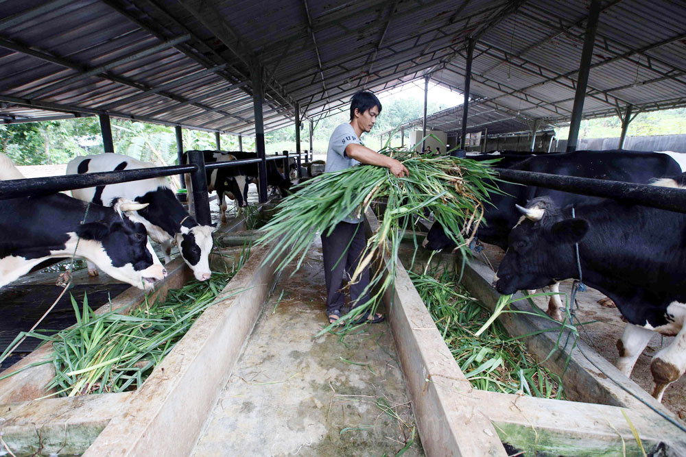  Wacana KUR 3% untuk Peternak Sapi Butuh Kemudahan Akses