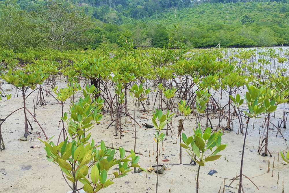  Rehabilitasi Mangrove di Riau Capai Ribuan Hektare, 5,3 Juta Bibit Sudah Ditanam