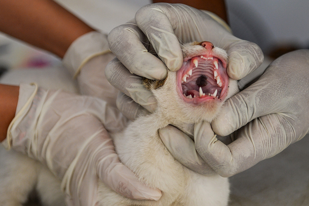 Sterilisasi Kucing Liar di Bandung