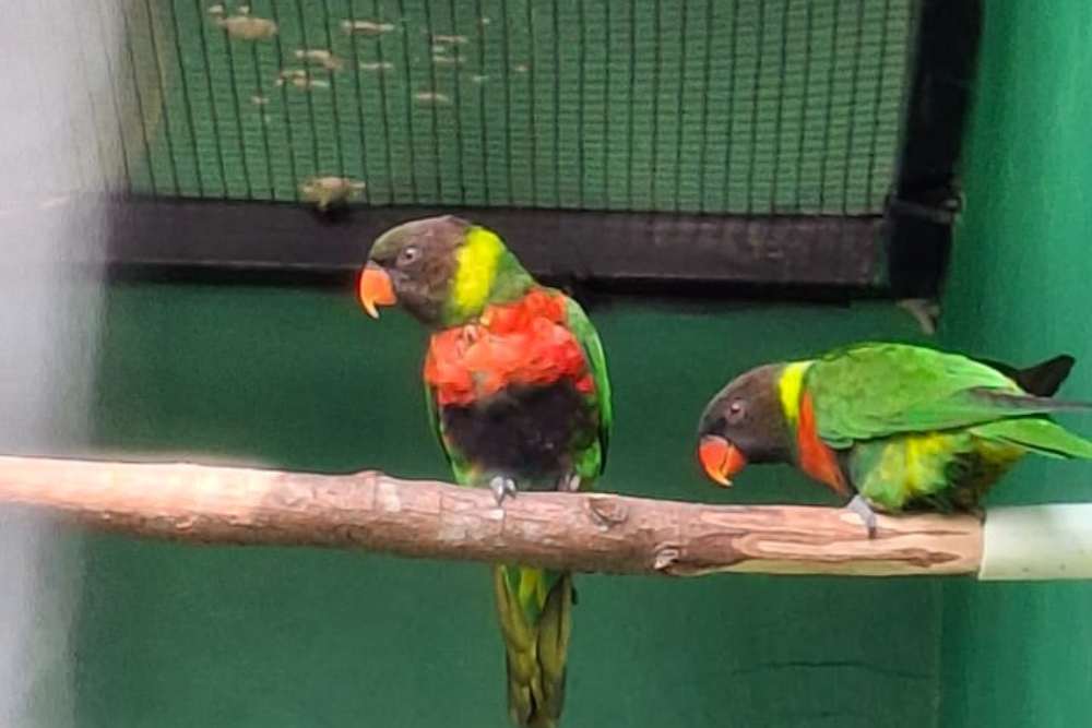  Inggris Pulangkan 40 Ekor Burung Perkici Dada Merah ke Bali