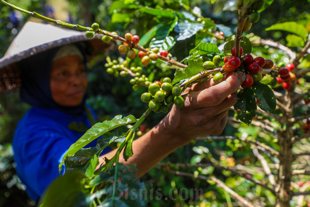  Panen Berlimpah di Brasil Bikin Harga Kopi Makin Pahit