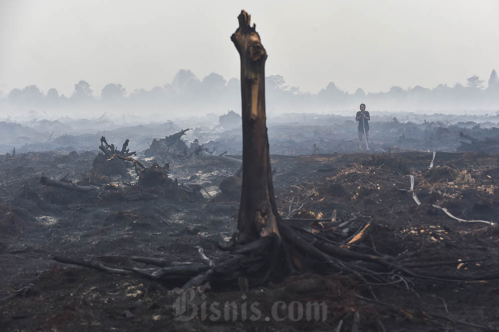  Kebakaran Hutan dan Lahan Hanguskan 270 Hektare Lahan di Jambi