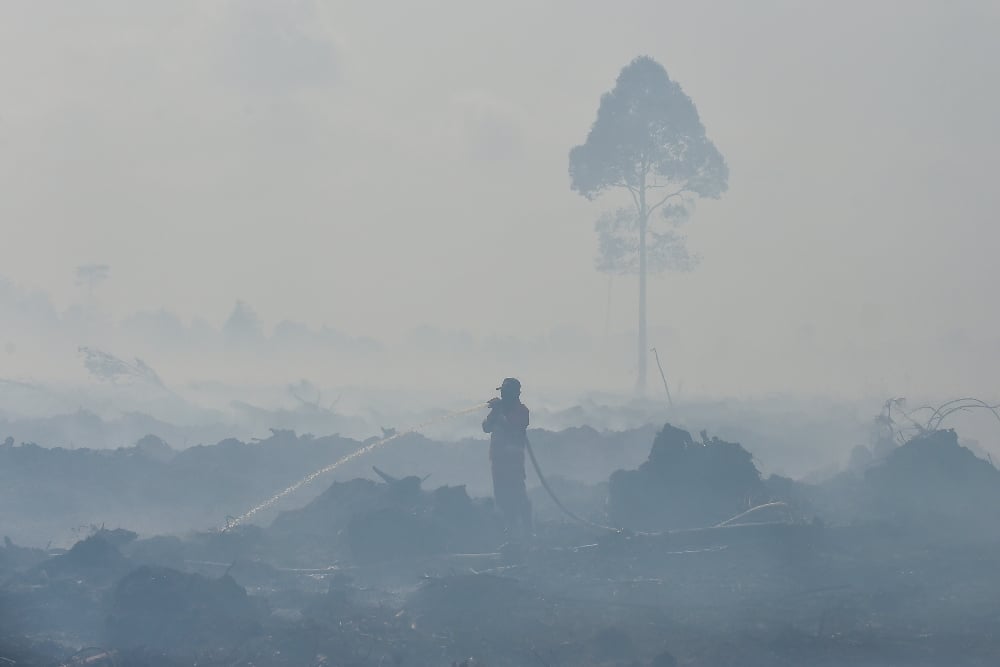KLH Temukan Hotspot di Area Konsesi Sawit, 4 Perusahaan Disegel