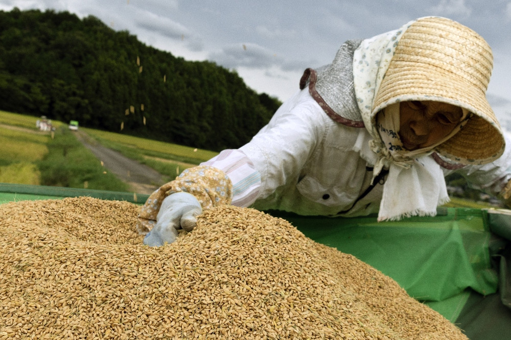 Petani mengecek panen padi di Jepang./Bloomberg-Buddhika Weerasinghe