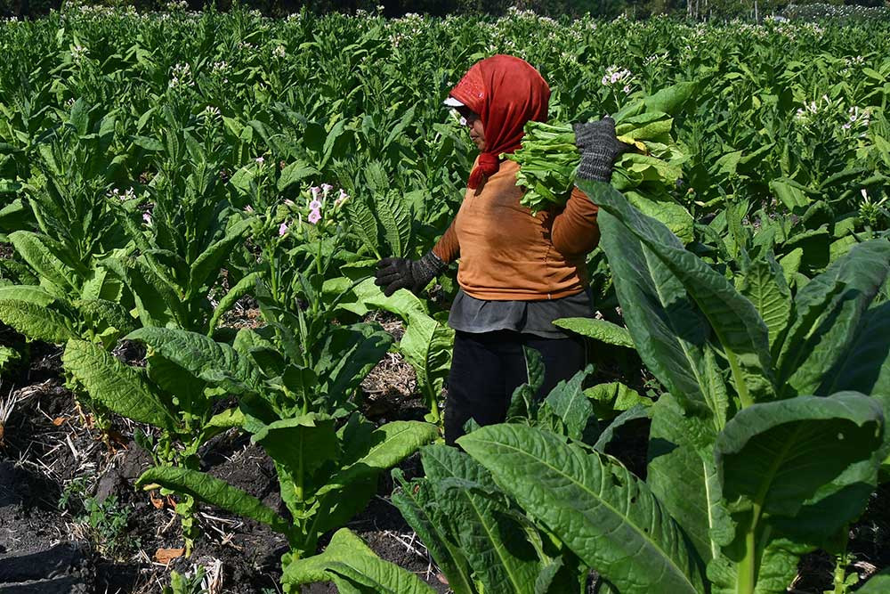 Petani Tembakau Tagih Janji Deregulasi PP Kesehatan