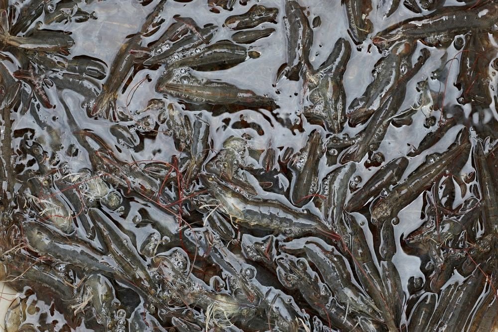 Satgas Sebut 29 Kontainer Udang Beku Dikembalikan AS Aman dari Zat Radioaktif Cs-137