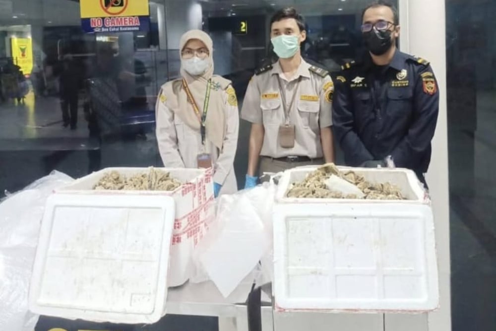 Tak Miliki Sertifikat Kesehatan, 1.500 Ekor Oyster dari Malaysia Digagalkan Masuk Sumut