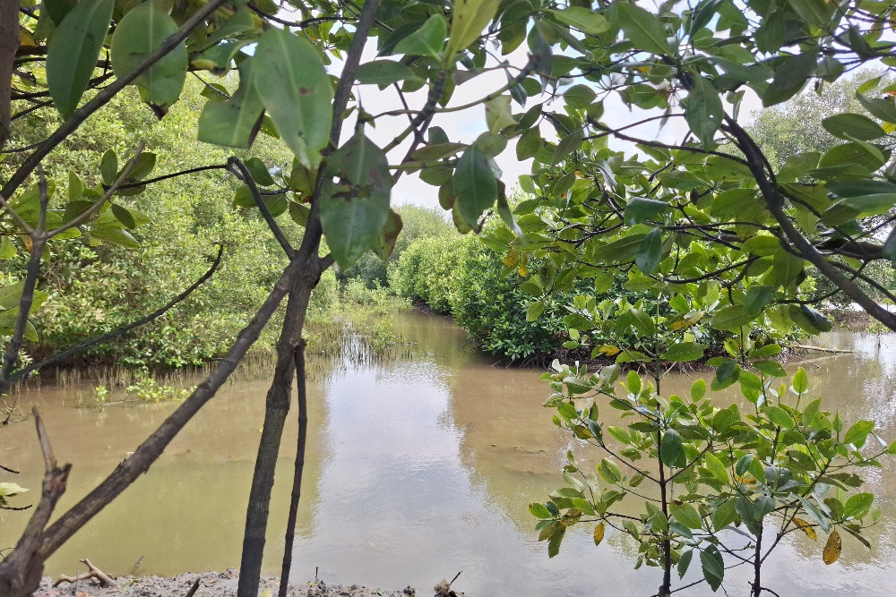 28 Perusahaan Melanggar Aturan Kawasan Hutan Bisa Kena Sanksi Denda hingga Pidana