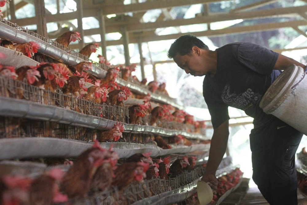 Outlook Raksasa Unggas CPIN-JPFA di 2026 Usai Laba Tumbuh Dua Digit