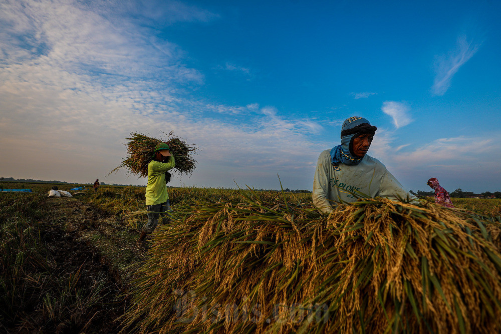 Duh! Produksi Beras RI Berisiko Turun 0,38 Juta Ton hingga Mei 2026
