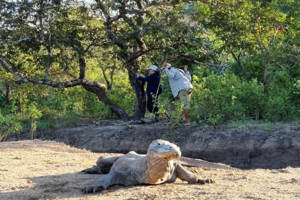 Kemenhut Mulai Terapkan Kuota Pengunjung Taman Nasional Komodo