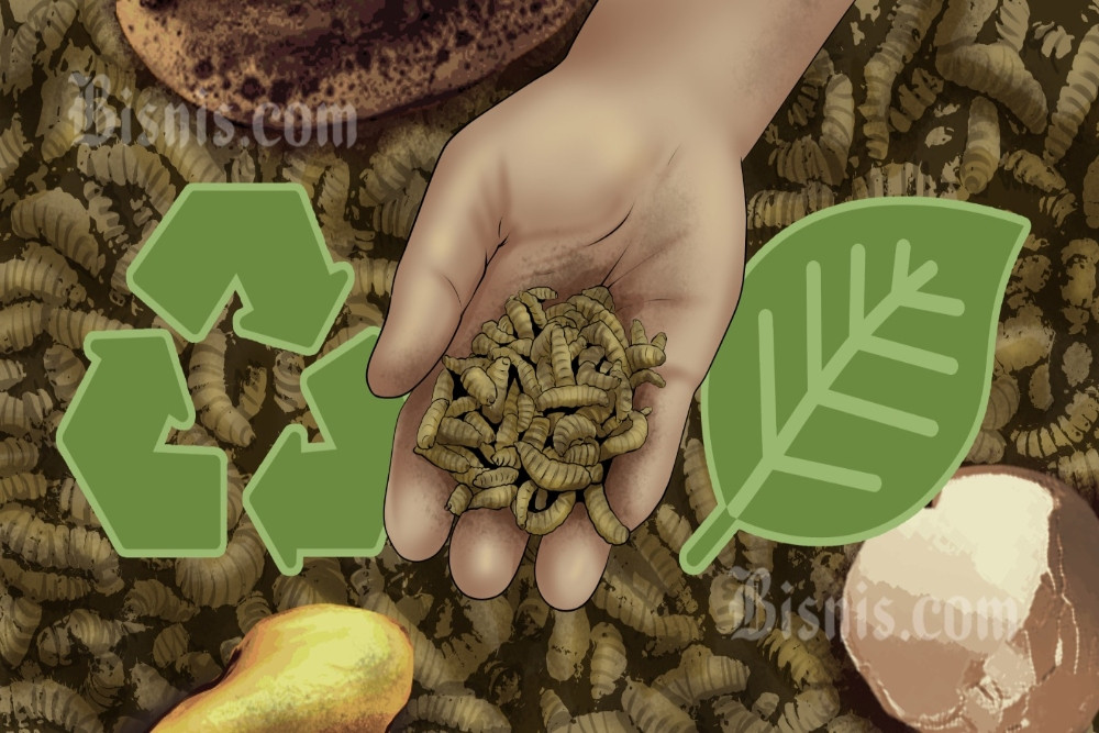 Atasi Limbah MBG, Pemerintah Kaji Opsi Budidaya Maggot