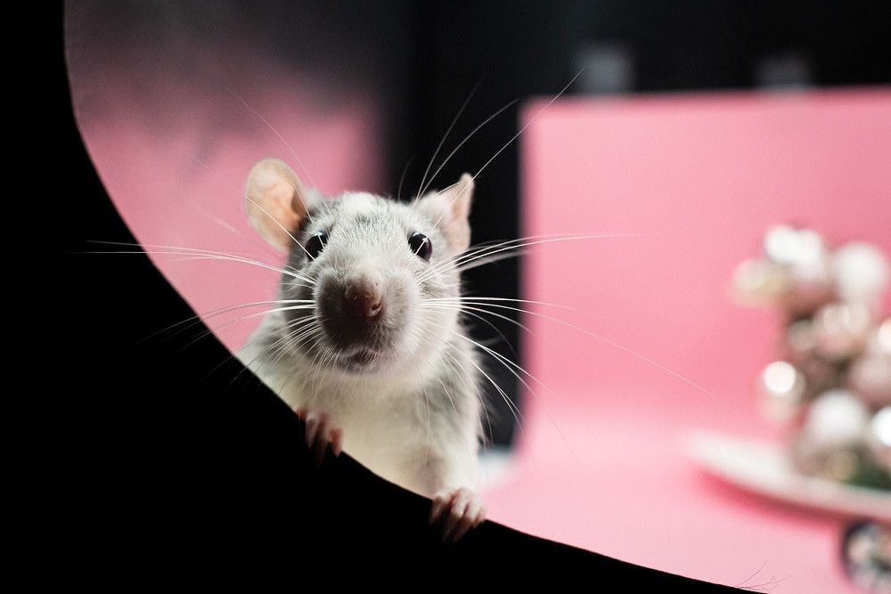 Tiga Orang Meninggal di Kapal Pesiar Atlantik Terinfeksi Hantavirus, Kenali Gejalanya