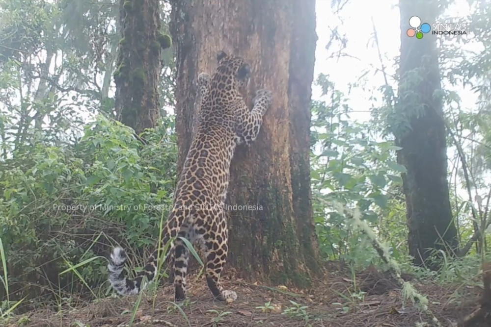 Di Semeru, 8 Macan Tutul Teridentifikasi