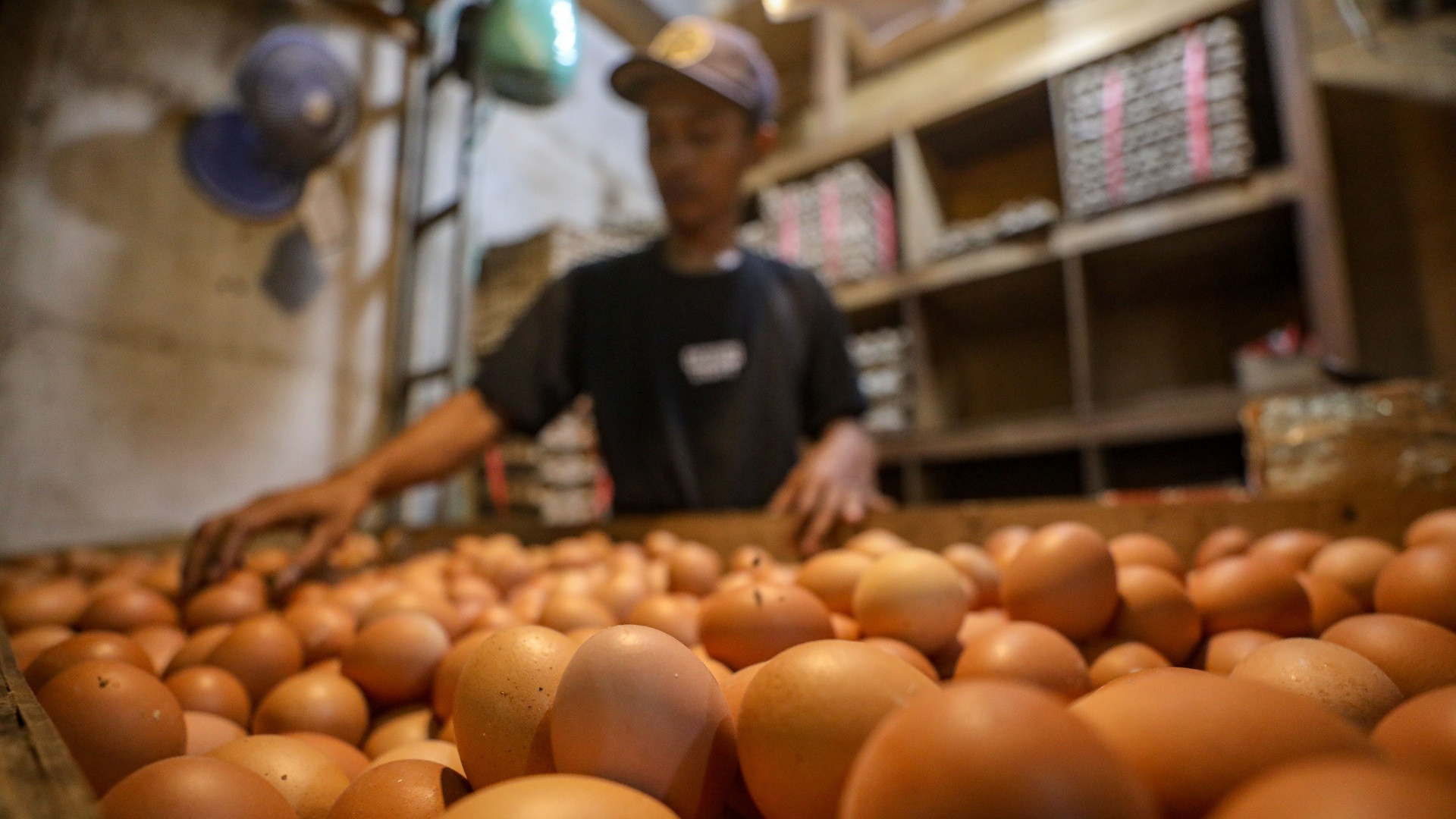 Kelindan Harga Telur Ayam, Teriakan Peternak, dan MBG