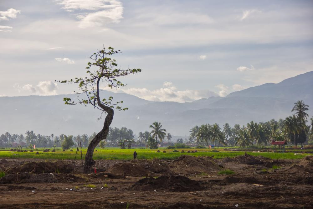 Puluhan Hektare Sawah di Lima Puluh Kota Gagal Panen? — INDONESIA — ERYU PROJECT