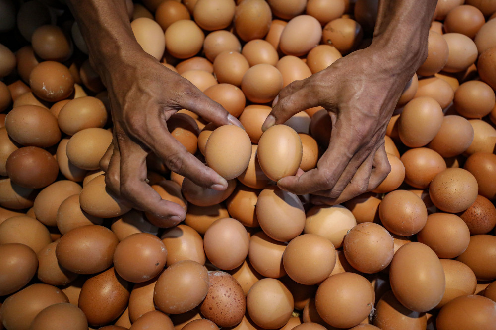Telur Lokal di Piring Anak: Upaya MBG Dorong Gizi dan Nasib Peternak