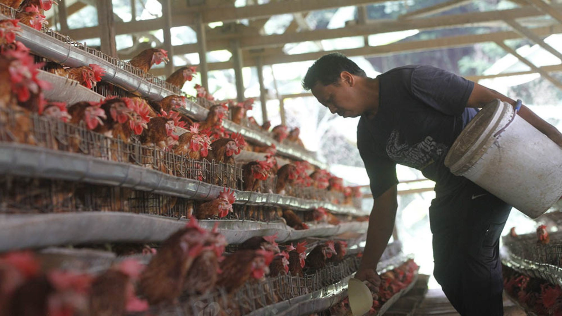 Peternak Ayam Petelur Terjepit: Harga Telur Terjun Bebas di Tengah Lonjakan Biaya Pakan