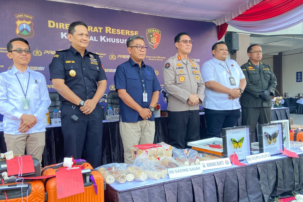 Polda Jatim Bongkar Penyelundupan Gading Gajah, Kupu-Kupu Dilindungi, dan Benih Lobster