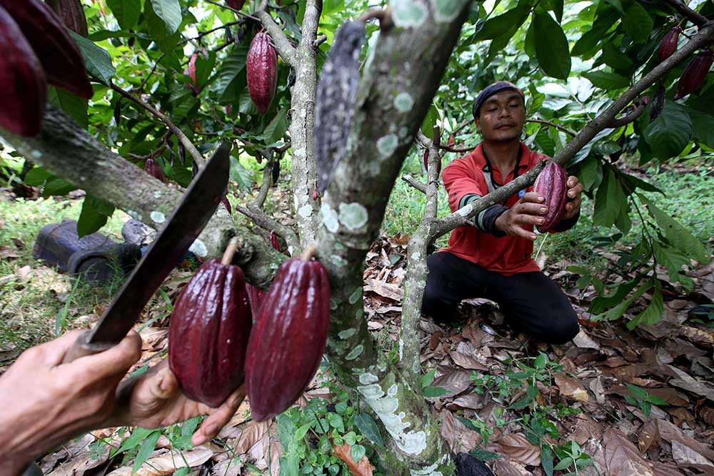 Pengembangan Kakao hingga Durian Sulsel Disokong Bantuan Rp323 Miliar