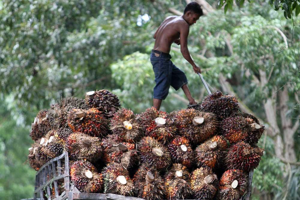 Harga TBS Sumsel Terkerek Lagi Rp3.750 per Kg pada Juli 2026