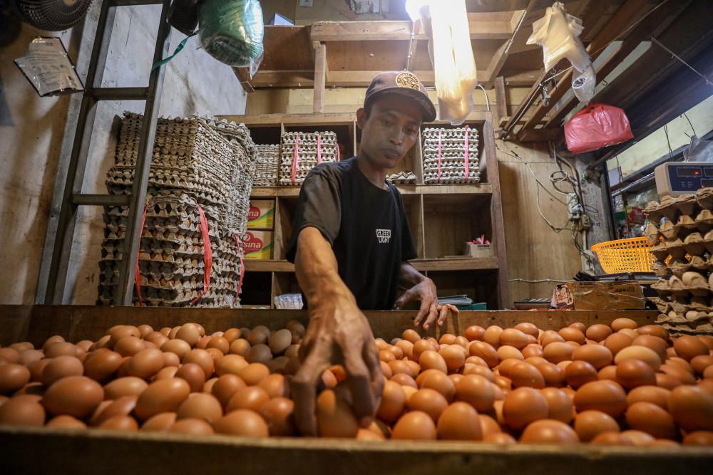 Kementan Klaim Bantuan Pangan Ayam dan Telur Berpotensi Dongkrak Kesejahteraan Peternak Rakyat