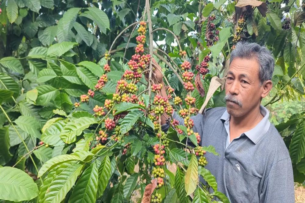 Kopi Lereng Gunung Lawu Magetan Tawarkan Cita Rasa Khas