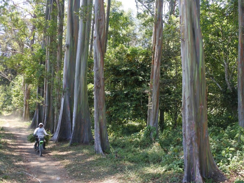 Wah, Pohon Pelangi Terindah di Dunia Ternyata Ada di Indonesia