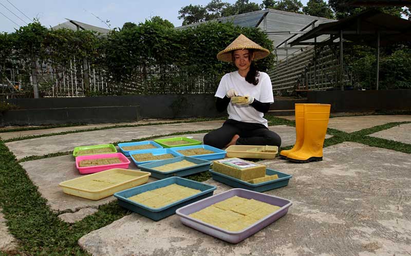 Potret Rennita Yang Merubah Hobi Tanaman Hidroponik Menjadi Sumber Penghasilan