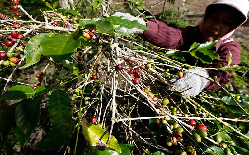 Potret Eksistensi Petani Kopi Arabika Gayo Aceh di Tengah Pandemi