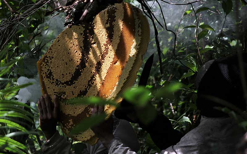Foto-Foto Mengais Legitnya Madu Hutan Gunung Lendono Sulawesi Tenggara