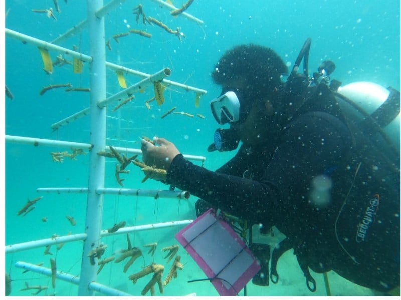 Hidupkan Kembali Surga Bawah Laut di Selat Makassar