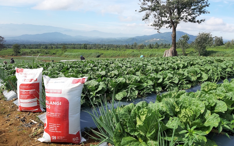 PKT bekerjasama dengan Kelompok Tani Mitra Tani Parahyangan Cianjur Jawa Barat, untuk komoditas sawi putih memanfaatkan NPK Pelangi JOS dengan hasil yang memuaskan./JIBI-Istimewa