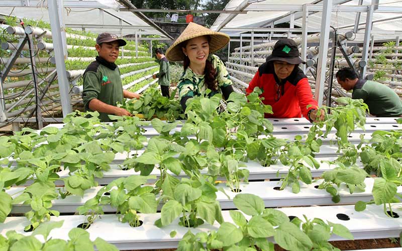 Potret Rennita Yang Merubah Hobi Tanaman Hidroponik Menjadi Sumber Penghasilan