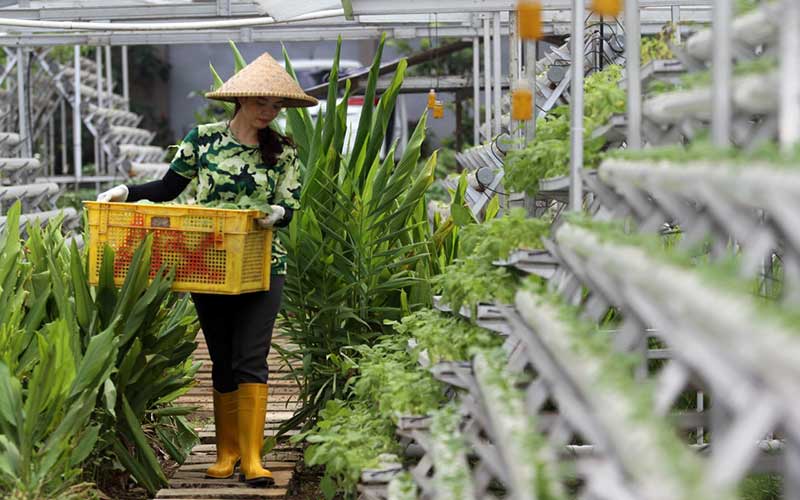 Potret Rennita Yang Merubah Hobi Tanaman Hidroponik Menjadi Sumber Penghasilan