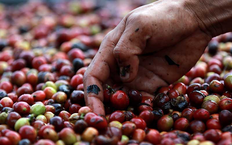 Potret Eksistensi Petani Kopi Arabika Gayo Aceh di Tengah Pandemi