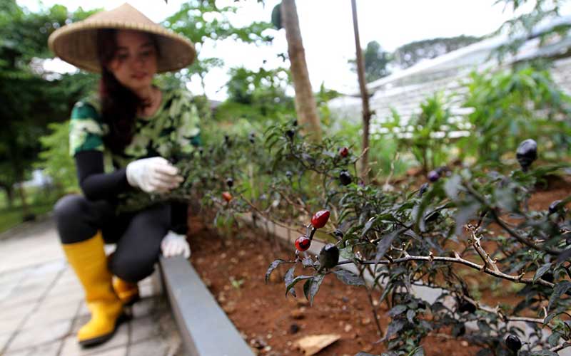 Potret Rennita Yang Merubah Hobi Tanaman Hidroponik Menjadi Sumber Penghasilan